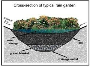 Rain Garden Cross-Section